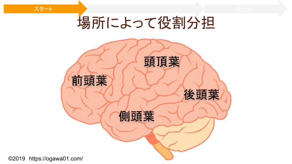 脳の統合過程