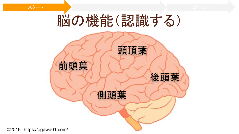 脳の情報統合過程